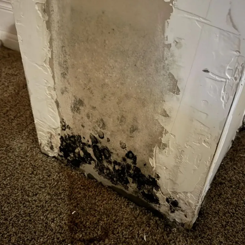 Professional Mold Removal in Tri-City, OR